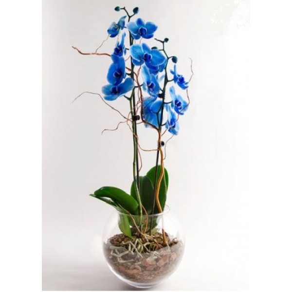 (Mgl-424) Fanusta Mavi orkide